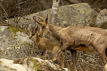 Pyrenean Chamois / Isard {Rupicapra pyrenaica} female with young, Pyrenees, France