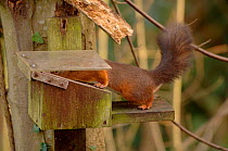 Red squirrel {Sciurus vulgaris} entering squirrel feeding box,  Isle of Wight,  UK
