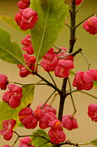 Spindle tree berries {Euonymus europaeus} UK