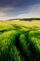 Barley field and view of countryside, Snowshill, Cotswolds, Gloucestershire, UK. June 2008.