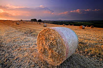 Round straw bales and stormy morning sky, near Bradworthy, Devon, UK. September 2008.
