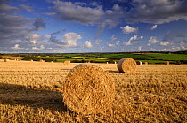 Round straw bales and morning light, near Bradworthy, Devon, UK. September 2008.