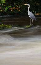 Grey heron {Ardea cinerea} and water flow, Watersmeet, nr Lynmouth, Exmoor NP, Devon, UK. October