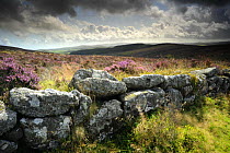 Dry stone wall, near Birch tor, Dartmoor NP, Devon. September 2008.