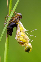 Four spotted chaser dragonfly {Libellula quadrimaculata} emerging from nymph case,  Cornwall, UK. May