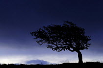 Silhouette of weathered, windswept hawthorn tree on stormy morning sky, Near Lynton, Devon, UK. October 2008.