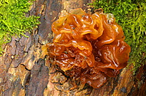 Yellow brain fungus {Tremella mesenterica}, Lanhydrock woods, Cornwall, UK. November