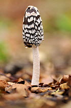 Magpie Fungus {Coprinus picaceus} in beech wood, Cornwall, UK. November