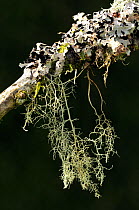 Lichen {Usnea ceratina} and {Parmelia sulcata}  Devon, UK. October