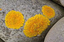 Yellow Scales lichen {Xanthoria parietina} growing on stone, Exmoor National Park, Somerset, UK. October