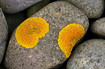 Lichen {Xanthoria parietina} growing on stone, Exmoor National Park, Somerset, UK. October