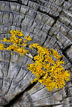Yellow scales lichen {Xanthoria parietina} growing on groyne, Exmoor National Park, Somerset, UK. October