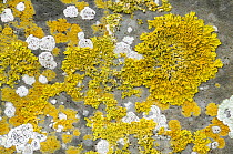 Mixed lichens, including Yellow scales lichen {Xanthoria parietina} growing on stone wall,  Cornwall, UK. November