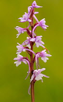 Fragrant orchid flower {Gymnadenia conopsea} Cotswolds, UK. July