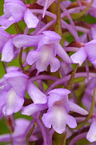 Fragrant orchid flower {Gymnadenia conopsea} Cotswolds, UK. July
