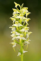 Lesser butterfly orchid flower {Platanthera bifolia}  Dartmoor NP, Devon, UK. June