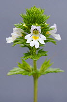 Eyebright in bloom {Euphrasia officinalis} Dartmoor NP, Devon, UK. June