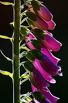 Foxglove {Digitalis purpurea} backlit, Cornwall, UK. June
