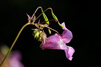 Himalayan / Indian balsam {Impatiens balsamifera} plant in flower. Invasive species and difficult to control / manage due to the ways its seed heads explode to spread the plant. Parke (NT) Bovey Tracy...