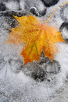 Field maple leaf {Acer campestre} frozen in ice, Cornwall, UK. October