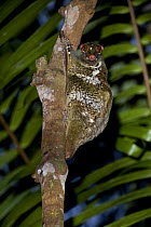 Colugo / Flying lemur (Cynocephalus variegatus) resting on trunk at dusk. Bako NP, Sarawak, Borneo, Malaysia
