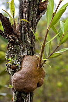 Plant tuber colonised by symbiotic ants in karangas heath forest, Bako NP, Sarawak, Borneo, Malaysia