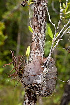 Plant tuber colonised by symbiotic ants in karangas heath forest, Bako NP, Sarawak, Borneo, Malaysia