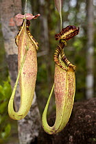 Upper aerial pitchers of Pitcher Plant (Nepenthes rafflesiana) growing in kerangas heath forest, Bako NP, Sarawak, Borneo, Malaysia.