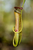 Aerial pitcher of Pitcher Plant (Nepenthes gracilis). Growing in kerangas heath forest, Bako NP, Sarawak, Borneo, Malaysia