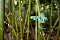 Adult Wagler's pit / Temple viper (Tropidolaemus wagleri) in thorns on the stemless Asam Paya Palm (Eleiodoxa conferta) Bako NP, Sarawak, Borneo, Malaysia.