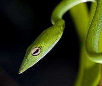 Oriental whip / Vine / Long nosed tree snake (Ahaetulla prasina) Bako NP, Sarawak, Borneo, Malaysia