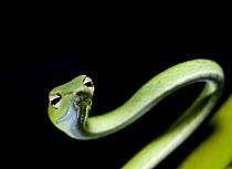 Oriental whip / Vine / Long nosed tree snake (Ahaetulla prasina) Bako NP, Sarawak, Borneo, Malaysia