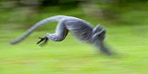 Silvered Langur (Trachypithecus cristatus / Presbytis cristata) running across open space, Bako NP, Sarawak, Borneo, Malaysia