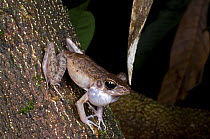 Bush frog (Philautus sp) calling at night. Bako NP, Sarawak, Borneo, Malaysia