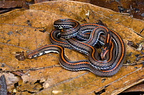 Banded coral snake (Calliophis intestinal) in leaf litter. Danum Valley, Sabah, Borneo, Malaysia
