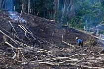 Forest felling on the edge of Kinabalu NP, Sabah, Borneo, Malaysia