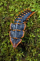 Female Trilobite beetle (Duliticola sp) Lycidae. Female remains in larval form when mature. Mt Kinabalu, Sabah, Borneo, Malaysia