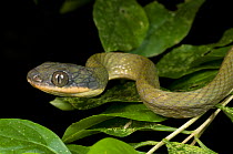 Black / Dark-headed cat snake (Boiga nigriceps). Kinabatangan River, Sabah, Borneo, Malaysia