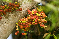 Wild Fig tree (Ficus sp) in fruit. Fruiting from trunk called cauliflory. Kinabatangan River, Sabah, Borneo, Malaysia