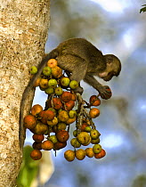 Young Crab eating / Long tailed macaque (Macaca fascicularis) feeding on ripe figs (Ficus sp) Kinabatangan River, Sabah, Borneo, Malaysia