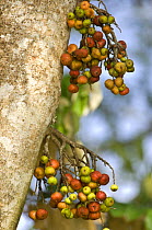 Wild Fig tree (Ficus sp) in fruit. Fruiting from trunk called cauliflory. Kinabatangan River, Sabah, Borneo, Malaysia