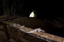 Cave racer snake (Elaphe taeniura) in Gomantong Caves, Sabah, Borneo, Malaysia