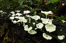 Fungi (unknown sp) growing on fallen log on forest floor, Danum Valley, Sabah, Borneo, Malaysia