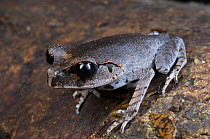 Lowland litter frog (Leptobrachium abbotti) amongst leaf-litter on forest floor. Danum Valley, Sabah, Borneo, Malaysia