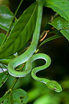 RF- Pope's pit tree viper (Trimeresurus popeorum) in lowland forest. Danum Valley, Sabah, Borneo, Malaysia. (This image may be licensed either as rights managed or royalty free.)