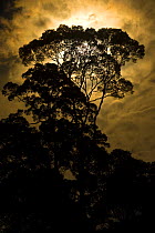 Rainforest canopy - Menggaris tree - by moonlight. Danum Valley, Sabah, Borneo, Malaysia
