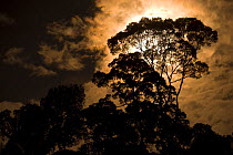 Rainforest canopy - Menggaris tree - by moonlight. Danum Valley, Sabah, Borneo, Malaysia