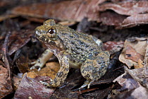 Kuhl's creek frog (Rana / Limnonectes kuhlii) Danum Valley, Sabah, Borneo, Malaysia