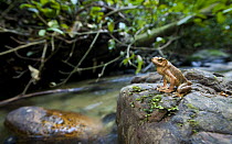 Borneo river toad (Bufo asper) on stream side stone. Danum Valley, Sabah, Borneo, Malaysia