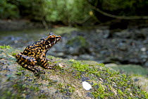 Spotted stream frog (Rana picturata) on stream side rock. Danum Valley, Sabah, Borneo, Malaysia